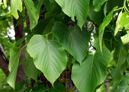 Tilia platyphyllos_06